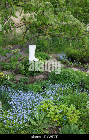 Blass blau selbst ausgesät Alpine vergessen-mich-Nots und eine weiße Wellington Boot in einem Baum in einem Garten in der Dearne Valley Yorkshire UK Stockfoto