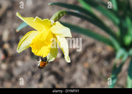 Hummel sammelt Nektar von Narcissus Blume im Frühling Stockfoto