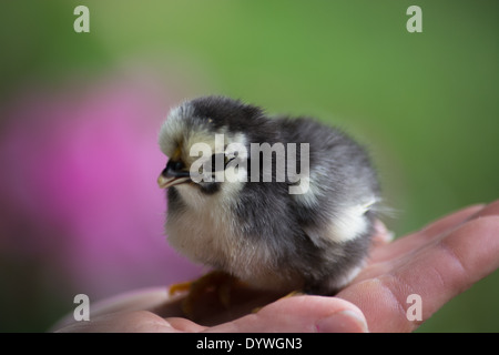 Person, die eine kleine Küken Stockfoto