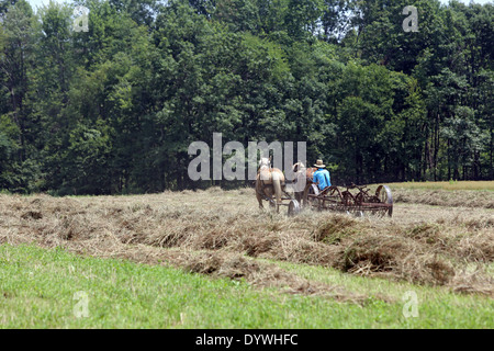 Punxsutawney, USA, Bauer der Religionsgemeinschaft Amish Leute im Heu Stockfoto