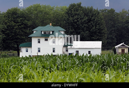 Punxsutawney, Vereinigte Staaten, Bauernhaus hinter einem Maisfeld von Menschen in der Religionsgemeinschaft der Amish Stockfoto
