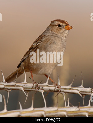 Eine unreife weiße – gekrönten Sparrow auf einem dornigen Ast. Stockfoto