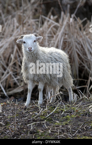 Berlin, Deutschland, Schaf Rasse Skudde Stockfoto