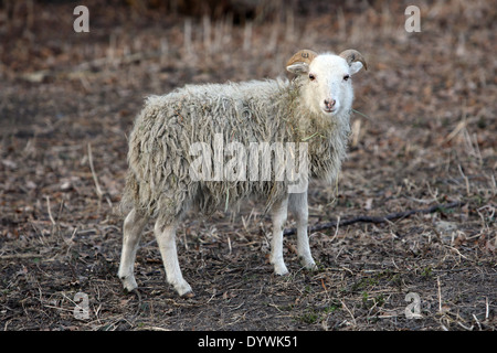 Berlin, Deutschland, Schaf Rasse Skudde Stockfoto