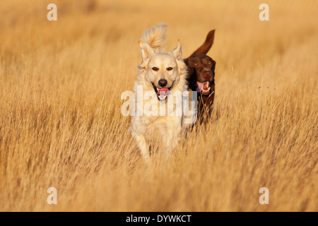 Golden Labrador Retriever und ein Chocolate Lab Retriever läuft durch einen abgeernteten Weizenfeld während des Abends golden Hour. Stockfoto