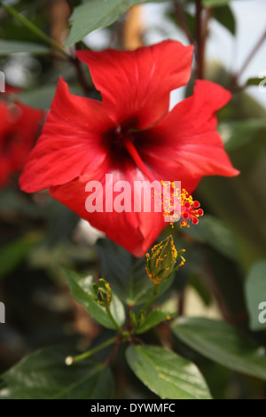 Hibiscus Rosa Sinensis Nahaufnahme Blume Stockfoto