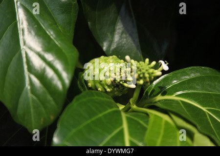 Morinda Citrifolia indische Maulbeere Nahaufnahme von Obst Stockfoto