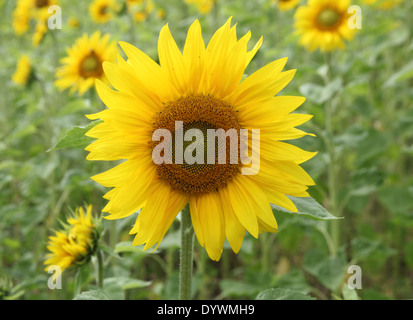 Helianthus Annuus Sonnenblumen Nahaufnahme Blume Stockfoto