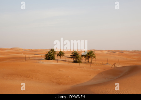 Dattelpalmen in der Wüste in der Nähe von Hameem, in der Western Region von Abu Dhabi, Vereinigte Arabische Emirate. Stockfoto