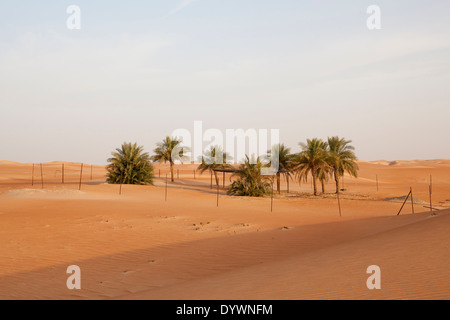 Dattelpalmen in der Wüste in der Nähe von Hameem, in der Western Region von Abu Dhabi, Vereinigte Arabische Emirate. Stockfoto