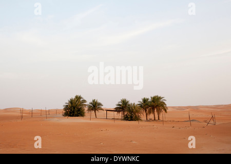 Dattelpalmen in der Wüste in der Nähe von Hameem, in der Western Region von Abu Dhabi, Vereinigte Arabische Emirate. Stockfoto