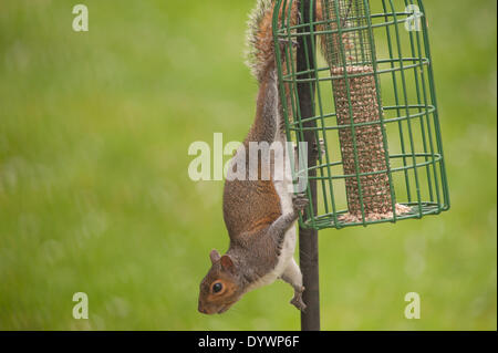 Wimbledon, London, UK. 26. April 2014. Ein Grauhörnchen dominiert ein Vogelhaus, jagen, Ring-Necked Sittiche und verwilderte Tauben Credit: Malcolm Park Leitartikel/Alamy Live-Nachrichten Stockfoto