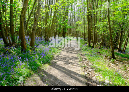 Bluebell Weg durch Brede High Woods Spring UK Stockfoto