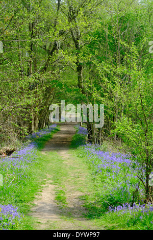 Bluebell Weg durch Brede High Woods Spring UK Stockfoto