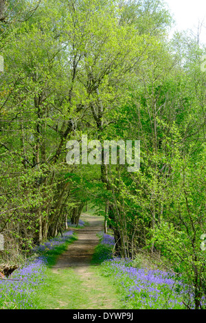 Bluebell Weg durch Brede High Woods Spring UK Stockfoto