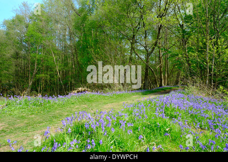 Bluebell Weg durch Brede High Woods Spring UK Stockfoto