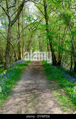 Bluebell Weg durch Brede High Woods Spring UK Stockfoto