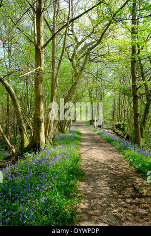 Bluebell Weg durch Brede High Woods Spring UK Stockfoto