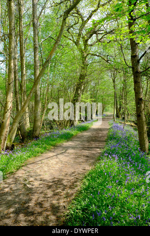 Bluebell Weg durch Brede High Woods Spring UK Stockfoto