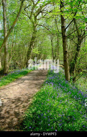 Bluebell Weg durch Brede High Woods Spring UK Stockfoto