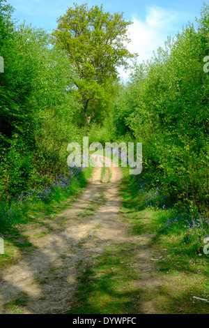 Bluebell Weg durch Brede High Woods Spring UK Stockfoto