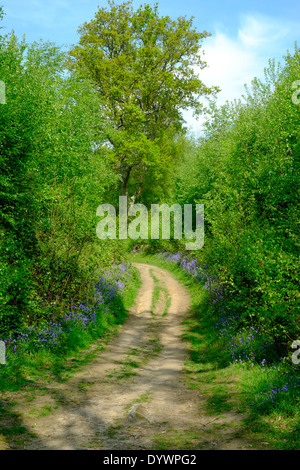 Bluebell Weg durch Brede High Woods Spring UK Stockfoto