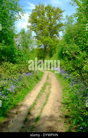 Bluebell Weg durch Brede High Woods Spring UK Stockfoto