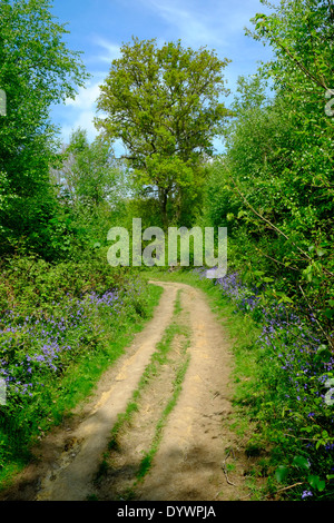 Bluebell Weg durch Brede High Woods Spring UK Stockfoto