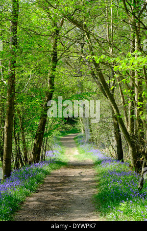 Bluebell Weg durch Brede High Woods Spring UK Stockfoto