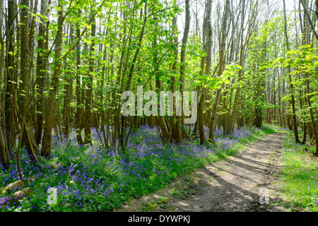 Bluebell Weg durch Brede High Woods Spring UK Stockfoto