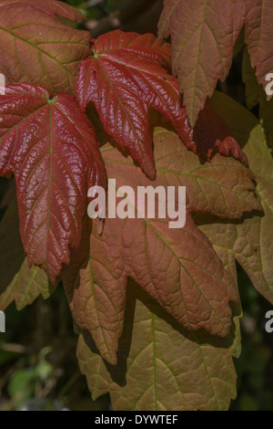 Blätter der Bergahorn / Acer pseudoplatanus. Sycamore ist Mitglied der Ahorn Familie. Stockfoto