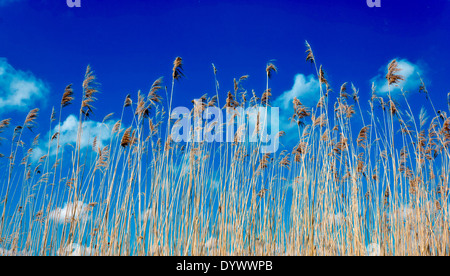 Zwielichtige Schilf im Wind mit Wolken im Hintergrund Stockfoto