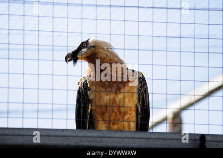 Horizontale Porträt der Bartgeier, sollten Barbatus, gefangen auf einer Recovery Center. Katalonien. Spanien. Stockfoto