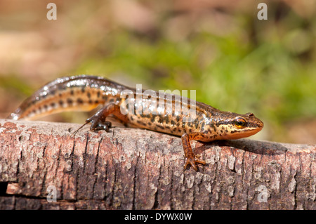 Horizontale Porträt von handförmig Newt, Lissotriton Helveticus, zu Fuß auf einem Ast. Stockfoto