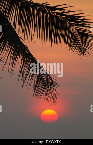 Sonnenuntergang über den Palmen an der Wadduwa Hotel, Sri Lanka 5 Stockfoto