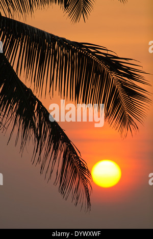 Sonnenuntergang über den Palmen an der Wadduwa Hotel, Sri Lanka 4 Stockfoto