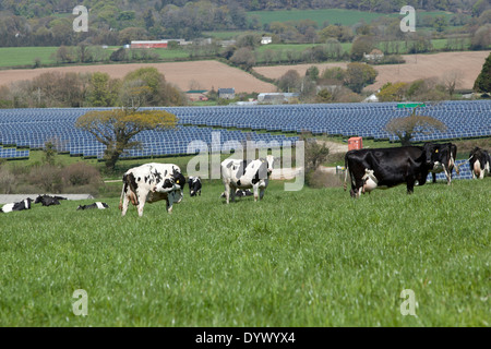 Die Solar-Panels auf der Langunnett Farm in der Nähe von while Cornwall an einem Frühlingstag. Stockfoto