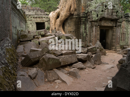 Ta Prohm Tempelruine im Wald. Siem Reap, Kambodscha - Baumwurzel aus Seide – Cotton Tree oder thitpok Stockfoto