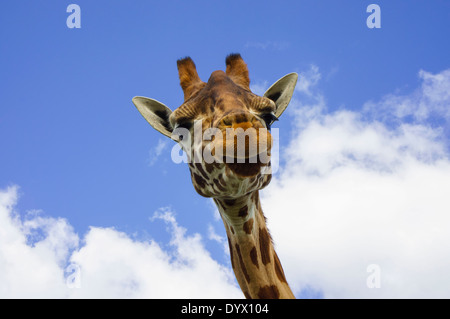 Männliche Giraffen Giraffe Kopf und Gesicht vor anzeigen schaut in die Kamera vor blauem Himmel Stockfoto