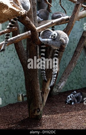 Schlafende Katta an einem Baum im zoo Stockfoto