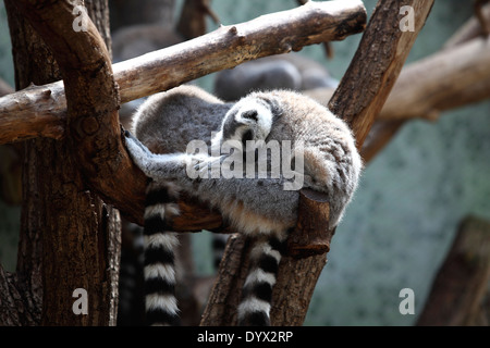 Schlafende Katta an einem Baum im zoo Stockfoto