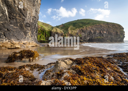 Druidston Haven Beach am zurückweichenden Flut, Pembrokeshire Stockfoto