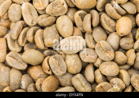 Grün-Arabica-Kaffeebohnen. Stockfoto