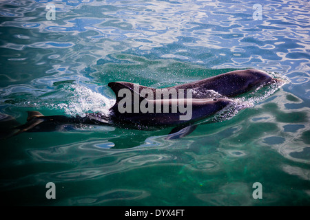 zwei verspielte Delfine schwimmen im Meer Stockfoto
