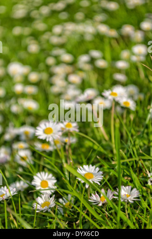 Daisys blühen im Frühlingssonne Stockfoto