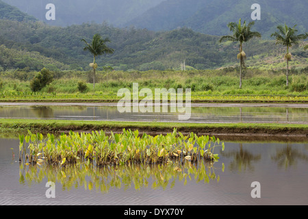 Fleck von reifen Taro in einem Teich, der von der Ernte unberührt gelassen wurde, um das Hawaiianische Gallinule-Nest zu schützen Stockfoto