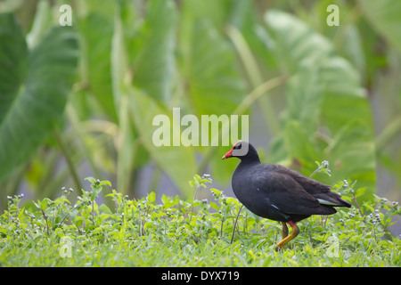 Hawaiian Gallinule (Gallinula galeata sandvicensis), auch bekannt als Hawaiian Moorhen, Spaziergang am Taro-Teich im Hanalei National Wildlife Refuge, Kauai, Hawaii Stockfoto