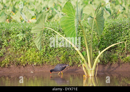 Hawaiianische Gallinule (Gallinula galeata sandvicensis) auf Kauai, Hawaii Stockfoto