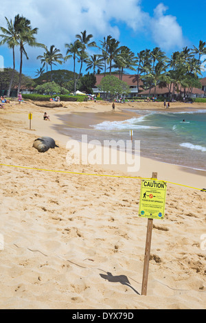 Schwangere hawaiianische Mönchsrobbe, die am Poipu Beach ruht. Die Anlage ist vorübergehend ausgeschildert und vom Hotelpersonal abgefahren, wenn die Robbe an Land kam Stockfoto