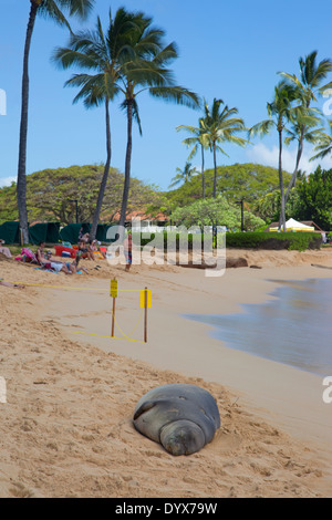 Schwangere hawaiianische Mönchsrobbe, die am Poipu Beach ruht. Die Anlage ist vorübergehend ausgeschildert und vom Hotelpersonal abgefahren, wenn die Robbe an Land kam Stockfoto